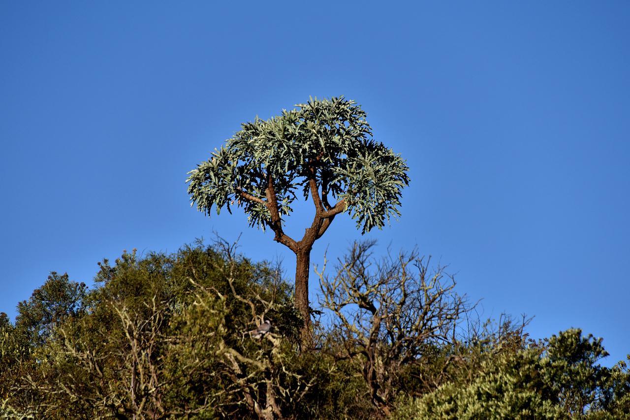 בלומפונטייין Tredenham Boutique Hotel מראה חיצוני תמונה The tree