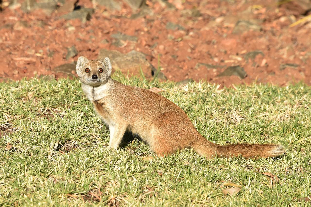 בלומפונטייין Tredenham Boutique Hotel מראה חיצוני תמונה African wild dog