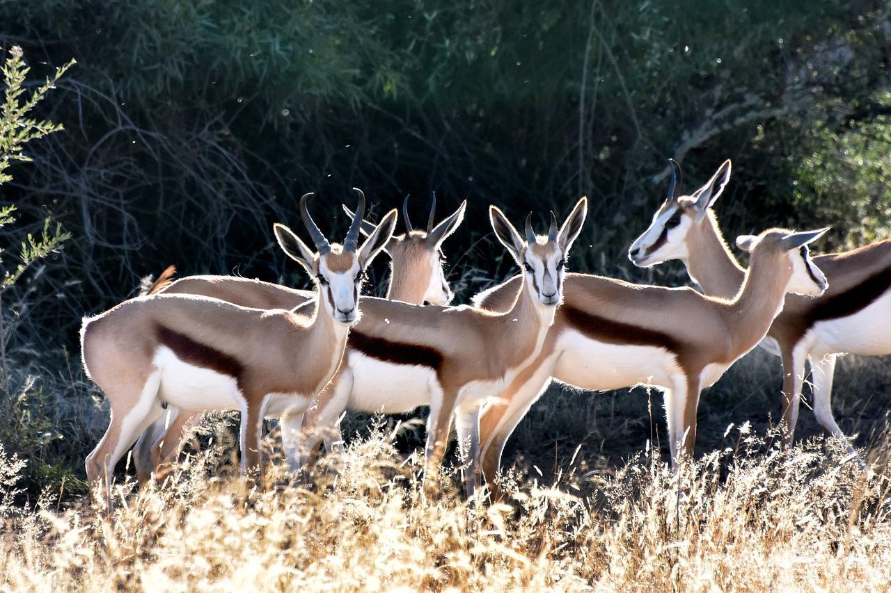 בלומפונטייין Tredenham Boutique Hotel מראה חיצוני תמונה Springbok