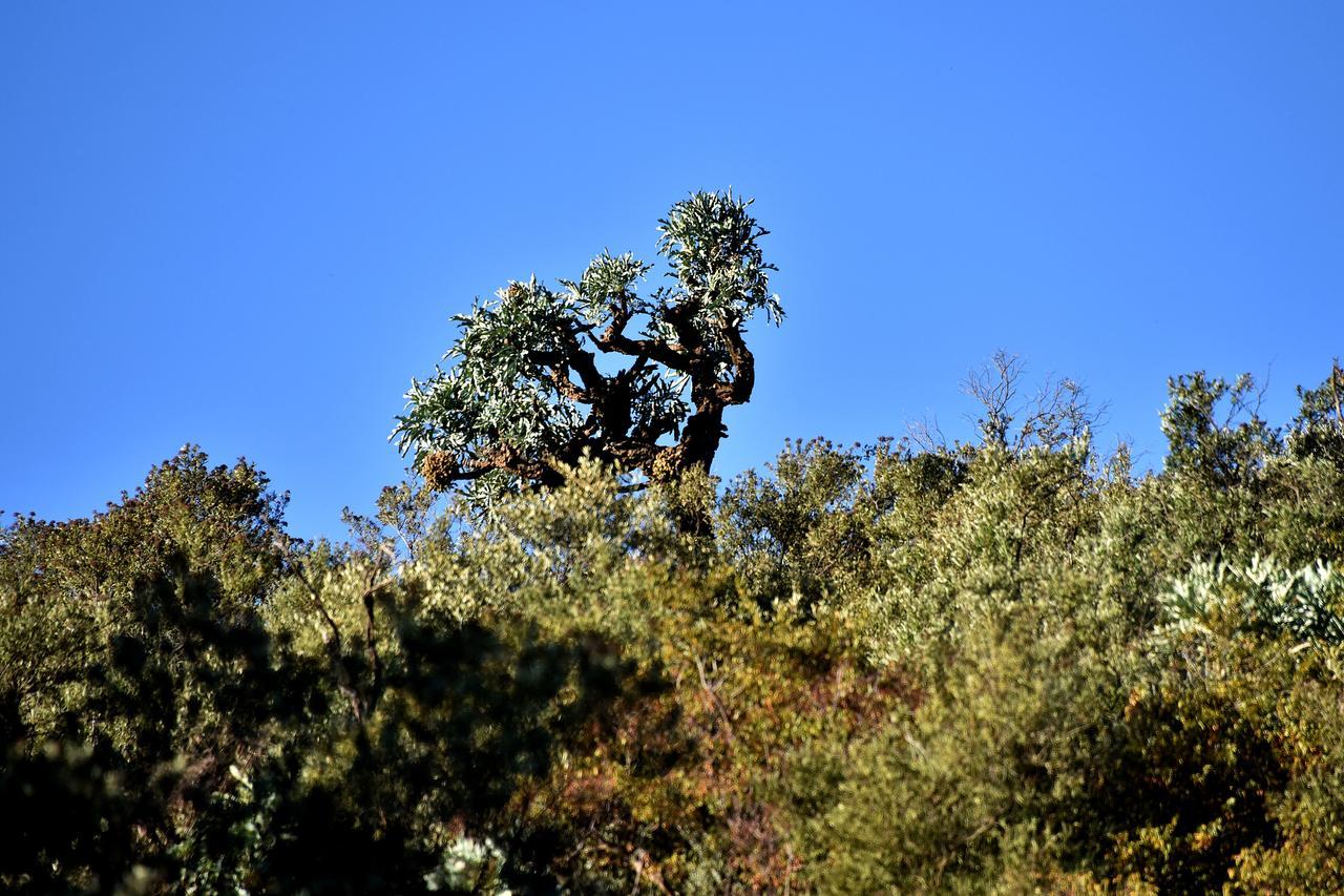 בלומפונטייין Tredenham Boutique Hotel מראה חיצוני תמונה A juniper tree in the park